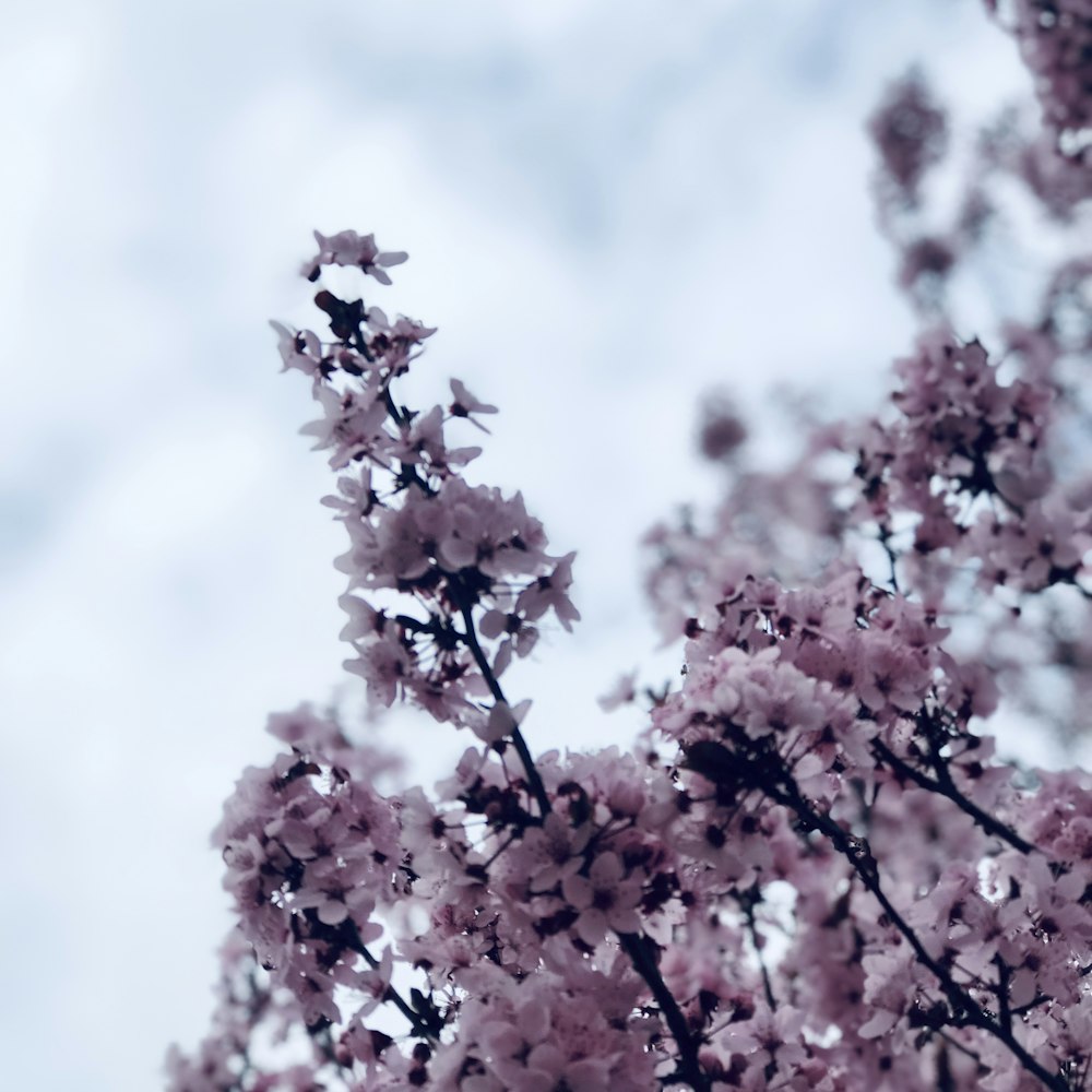 purple-petaled flowers