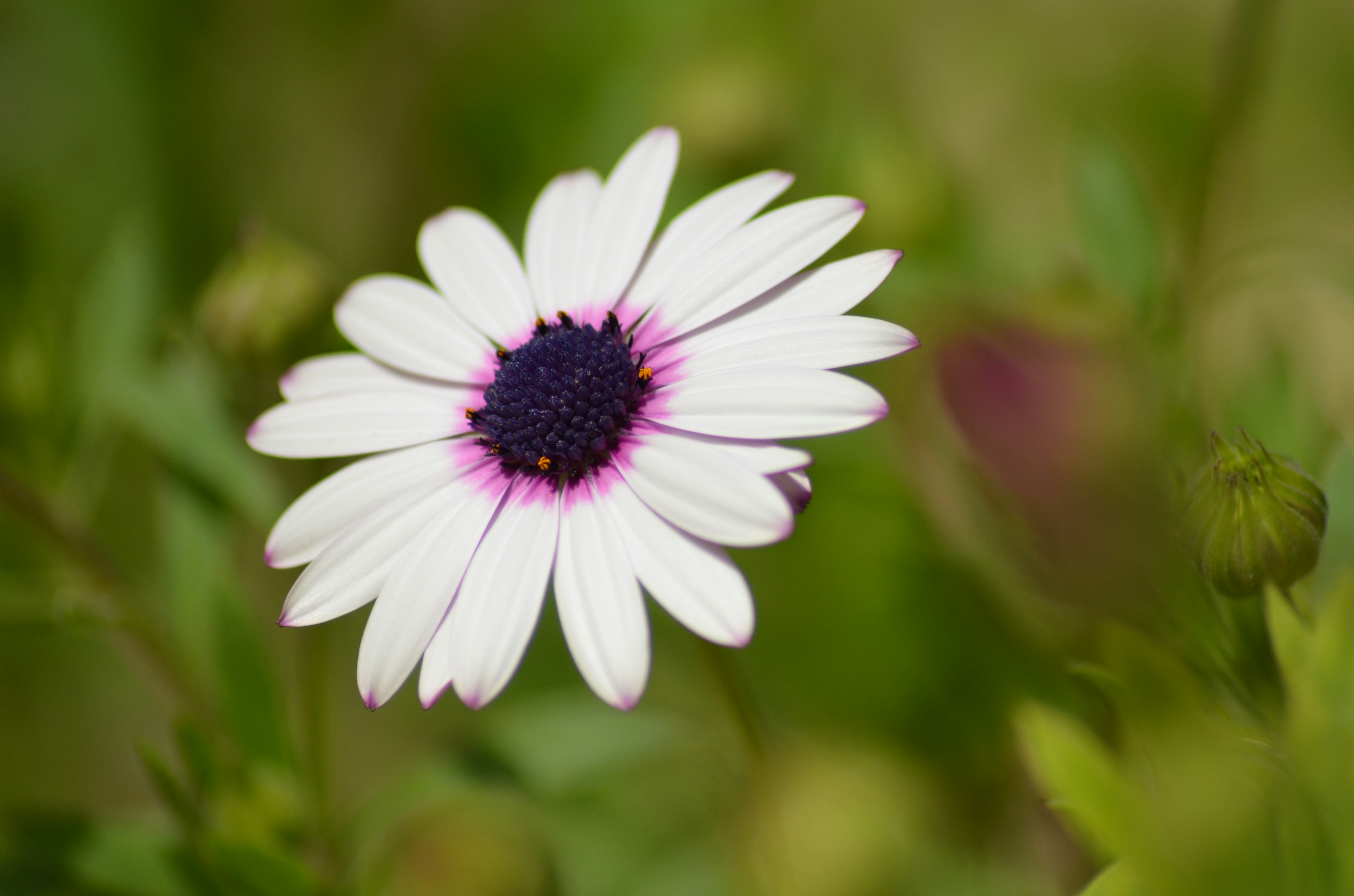 Photo by aboodziad3199