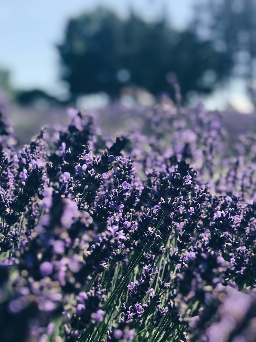 a field of lavender flowers with trees in the background