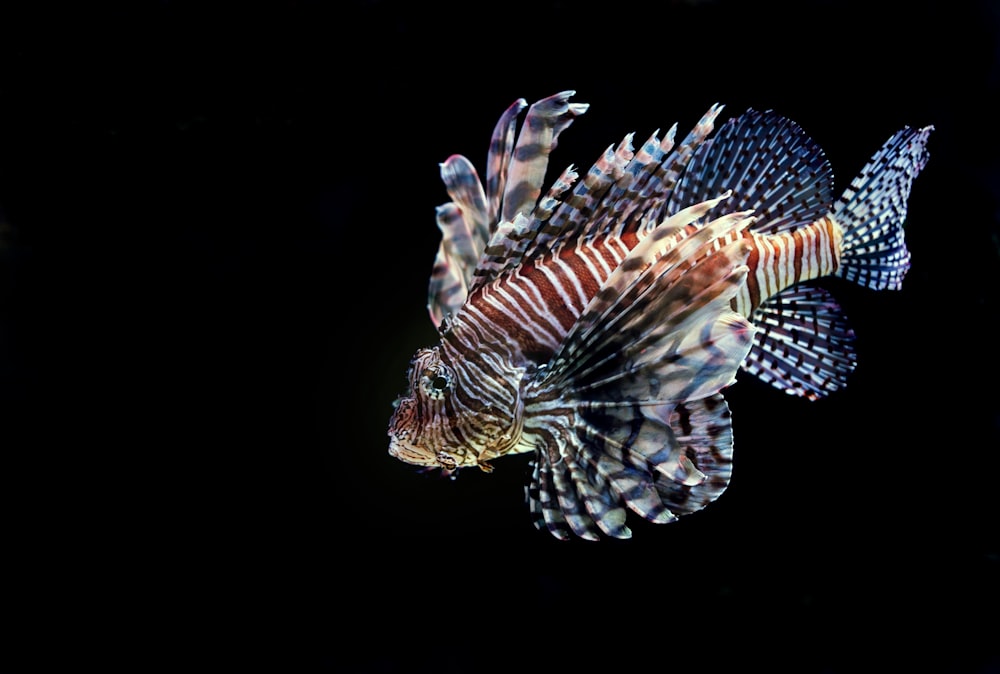 Pescado de rayas marrones y blancas