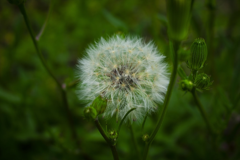 white dandelion plant