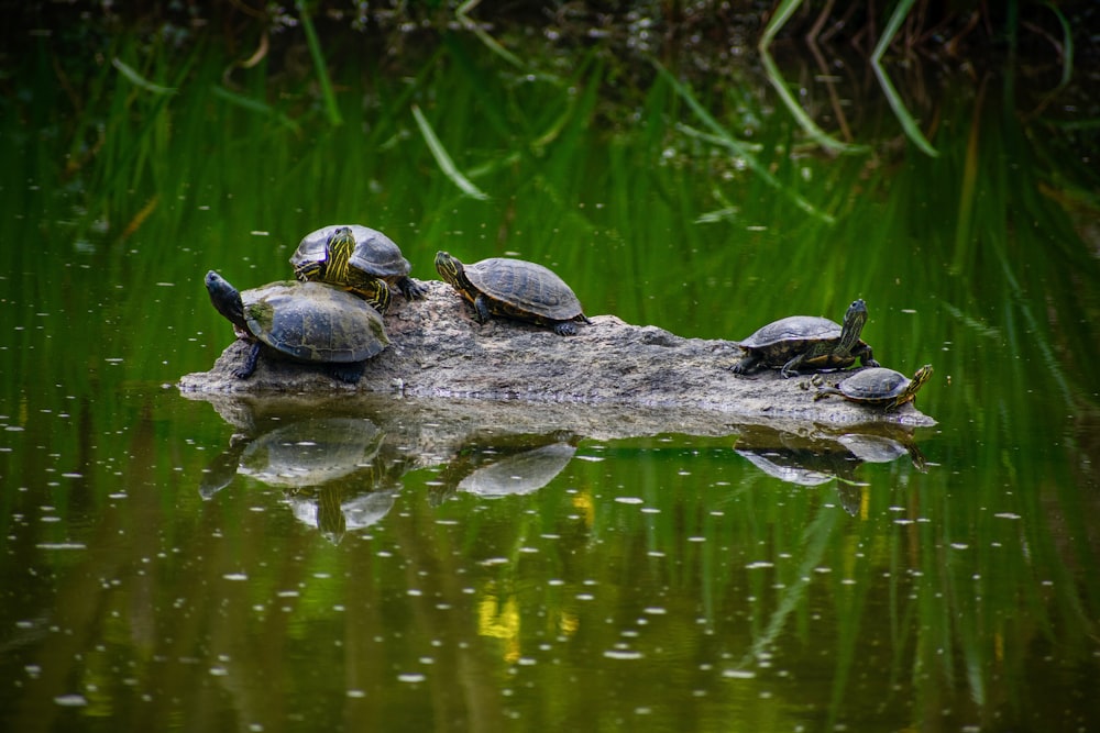 turtles on rock