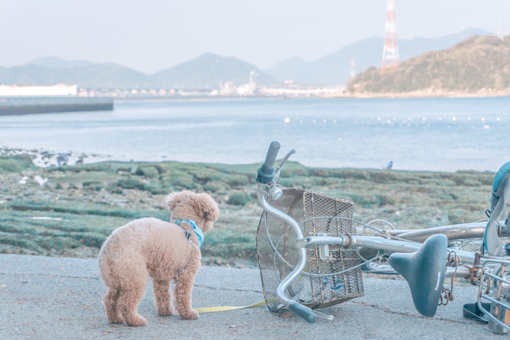 short-coated brown puppy beside gray city bike