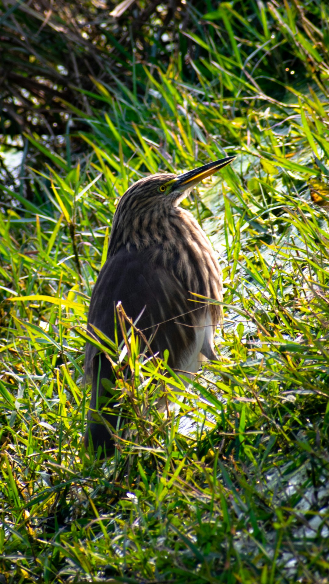 brown bird