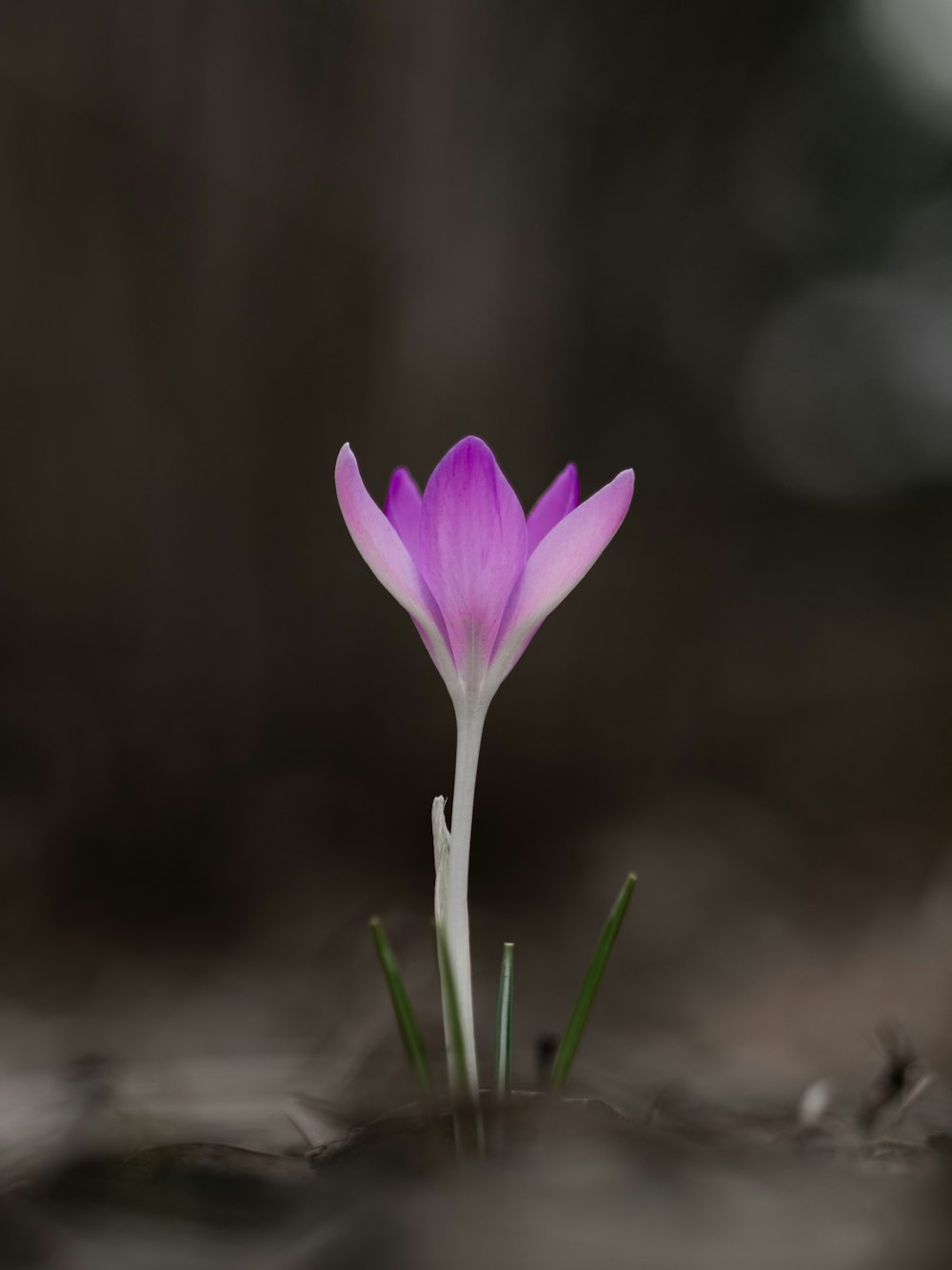 selective focus photography of purple flower