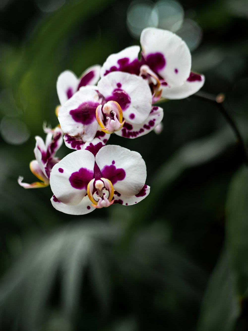 close-up photography of white and purple orchid flowers