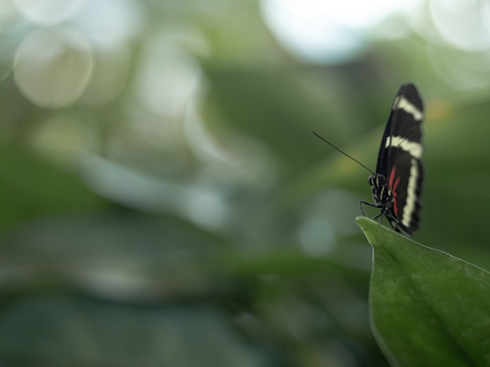 black and white pearched on green leaf