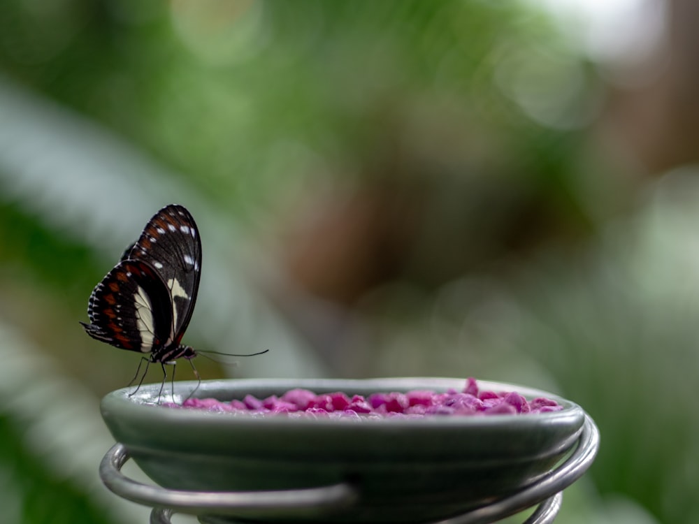black and brown butterfly perched on green ceramic bowl in closeup photography