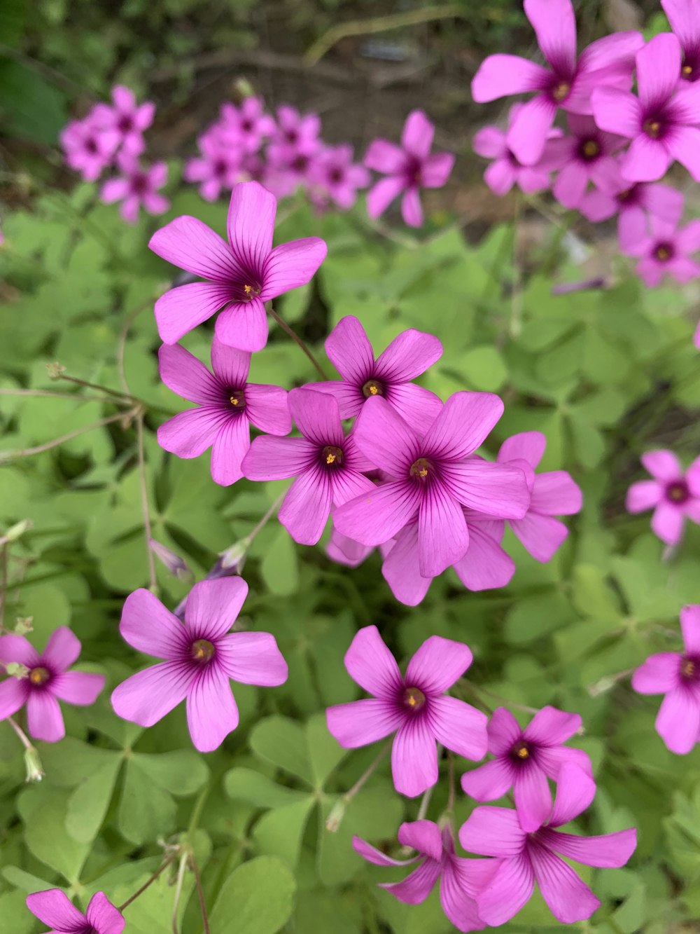 a bunch of purple flowers that are in the grass