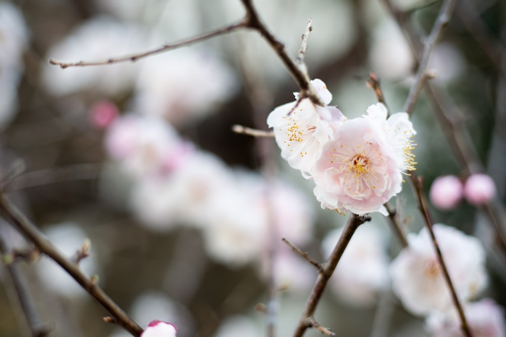 shallow focus photo of pink flower