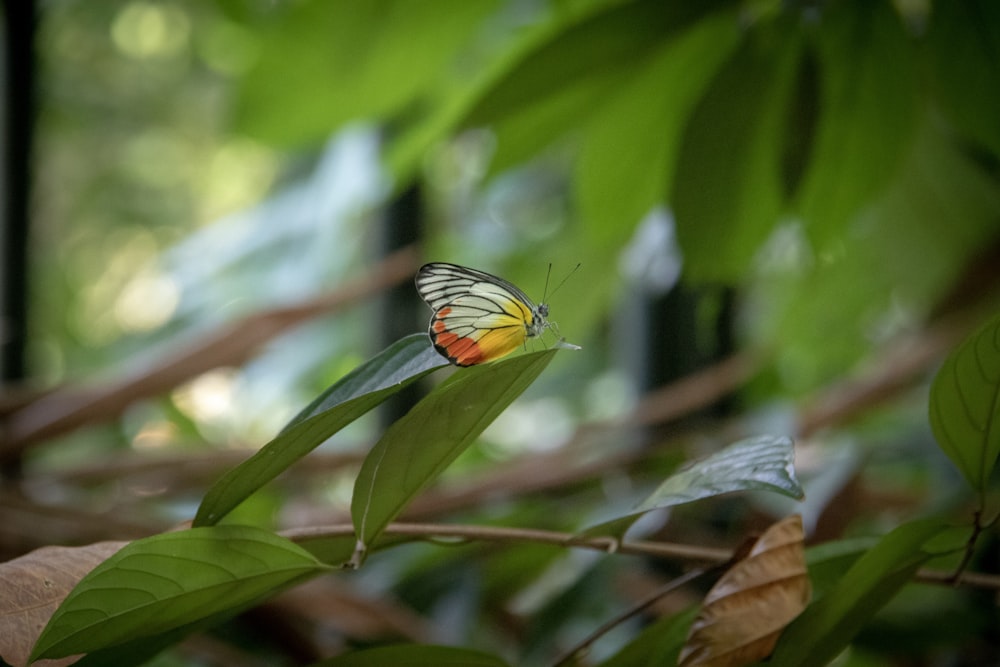 focus photography of orange butterfly