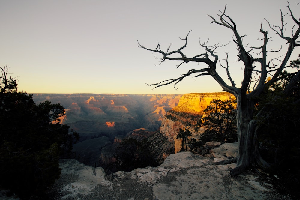 bare tree beside cliff