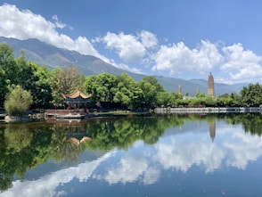 field of trees near body of water