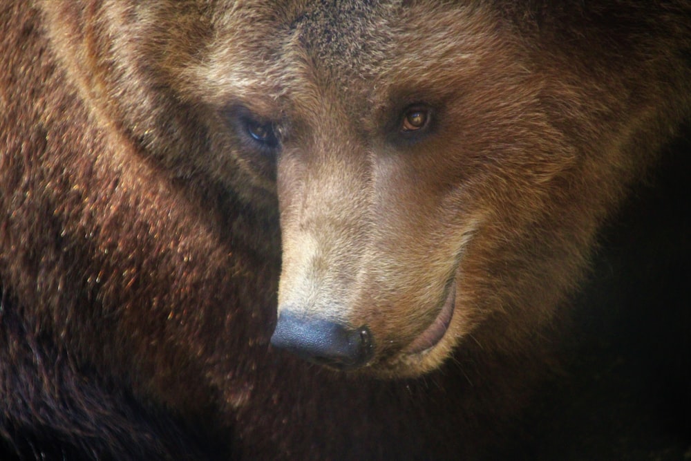 brown bear