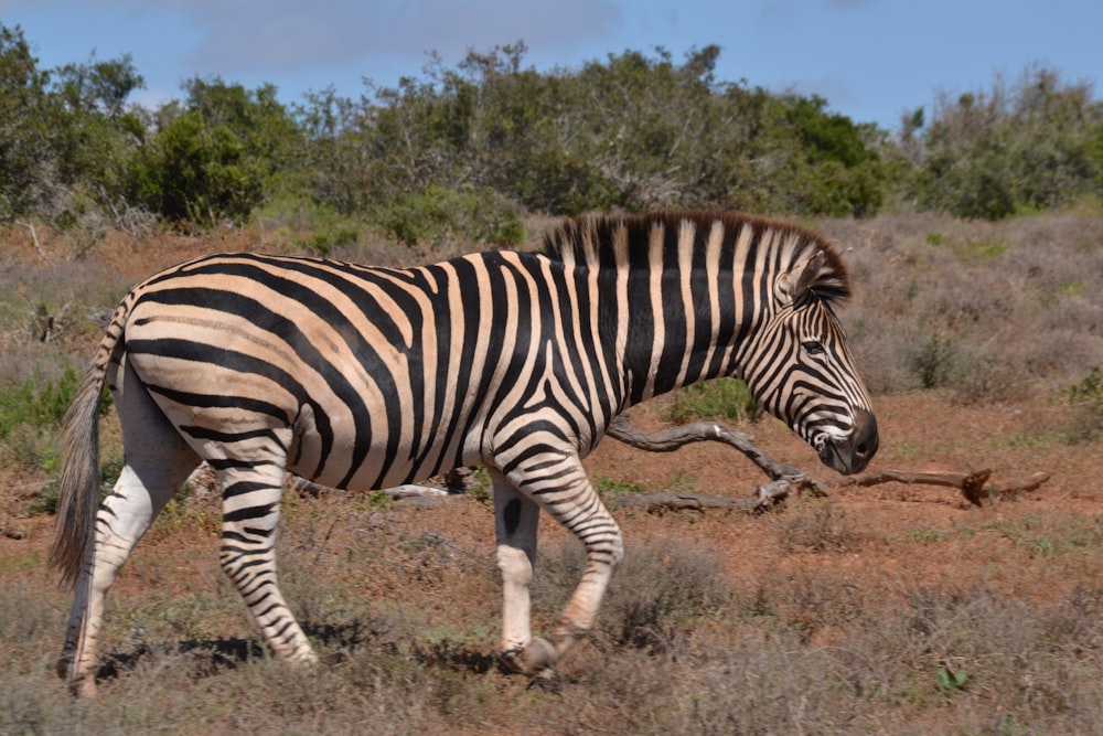 zebra andando na grama verde durante o dia