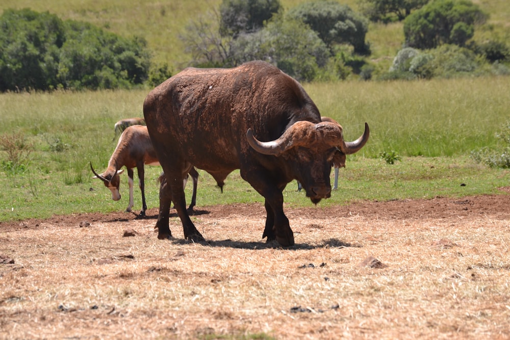 black water buffalo grazing on filed near deer
