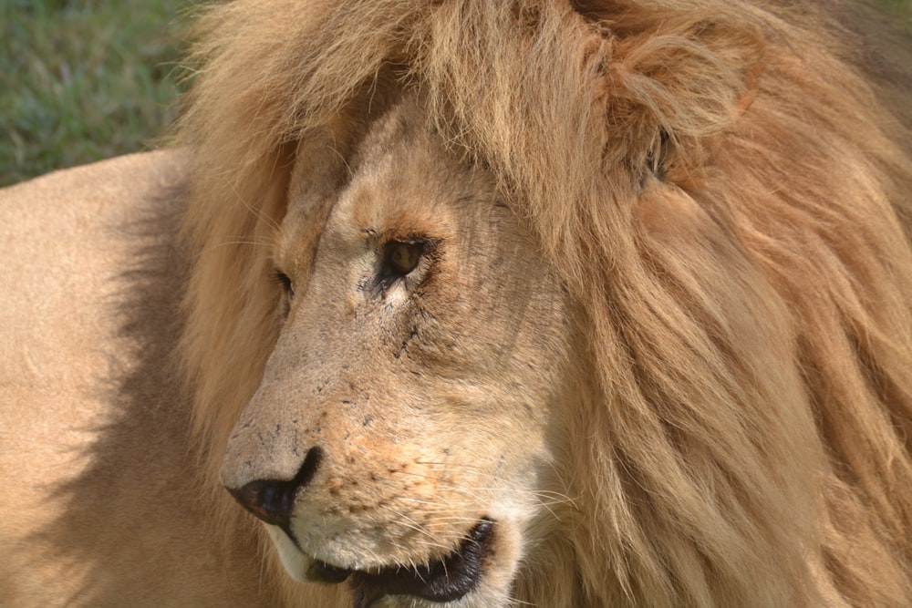 male lion during daytime