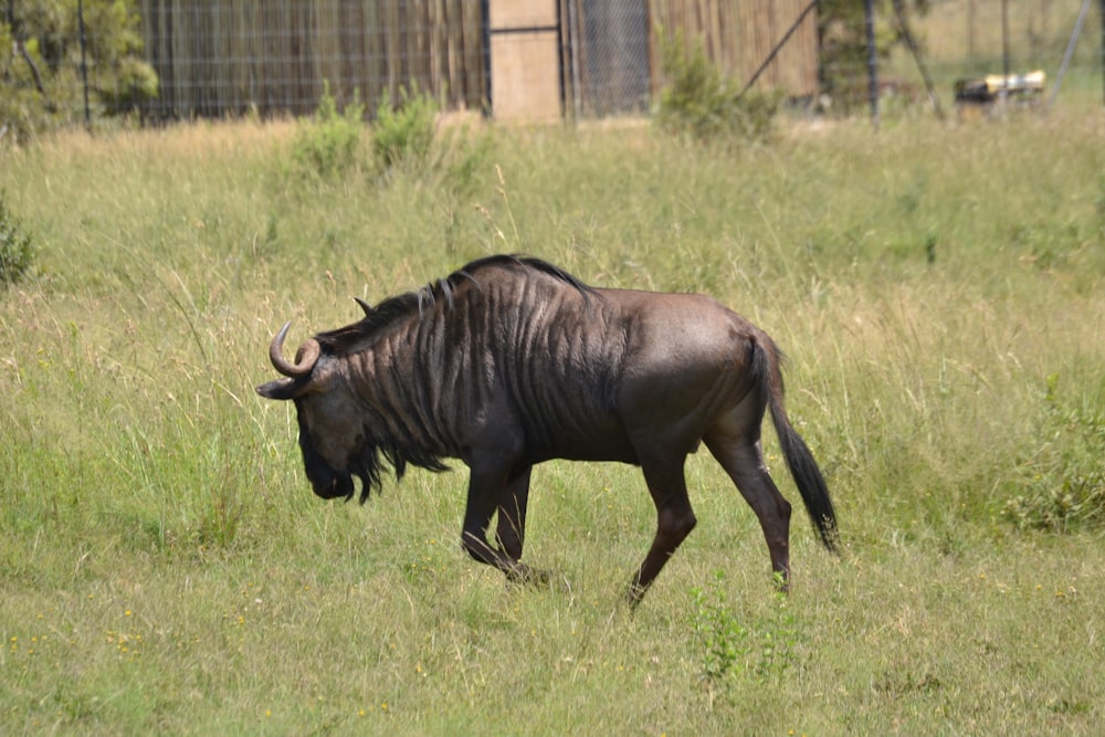 black horned animal on grass field