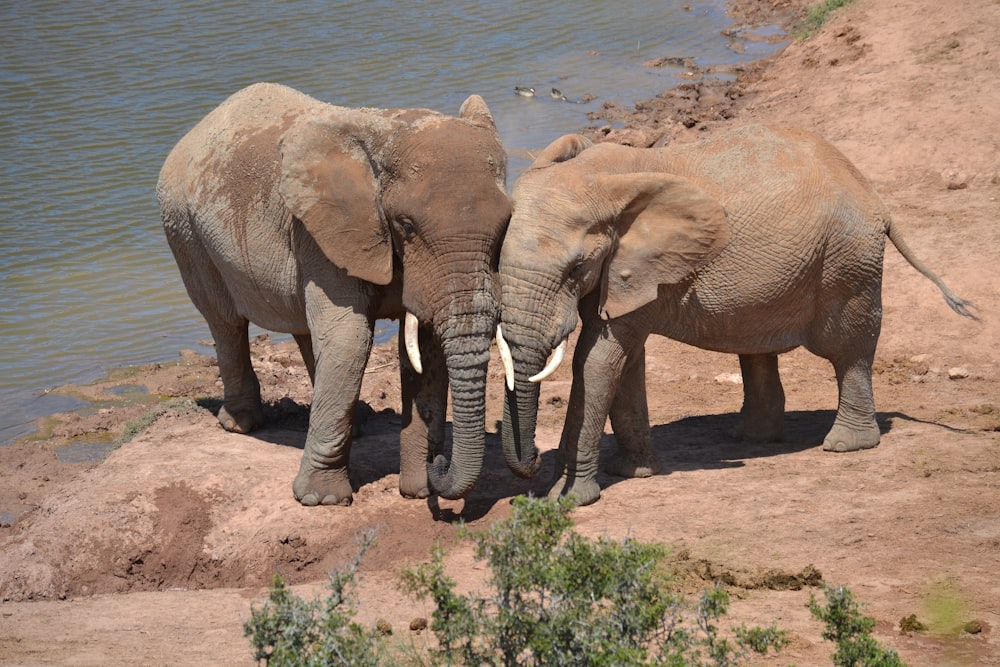 two elephants near river