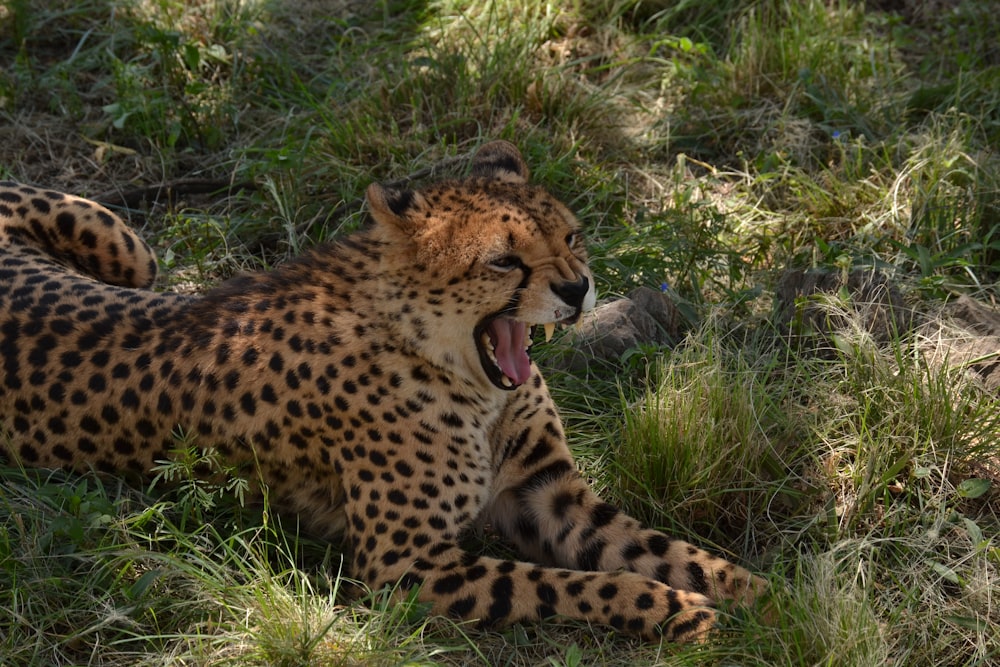 brown and black cheetah during daytime
