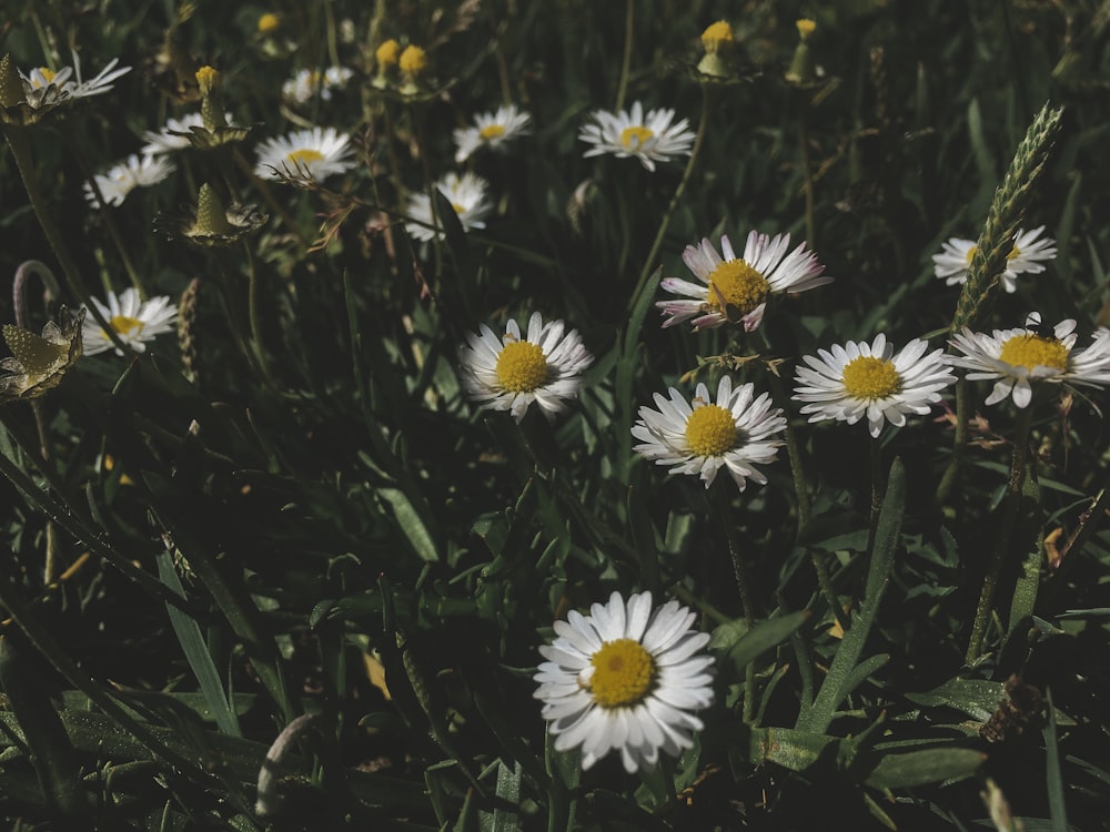 field of daisy flowers