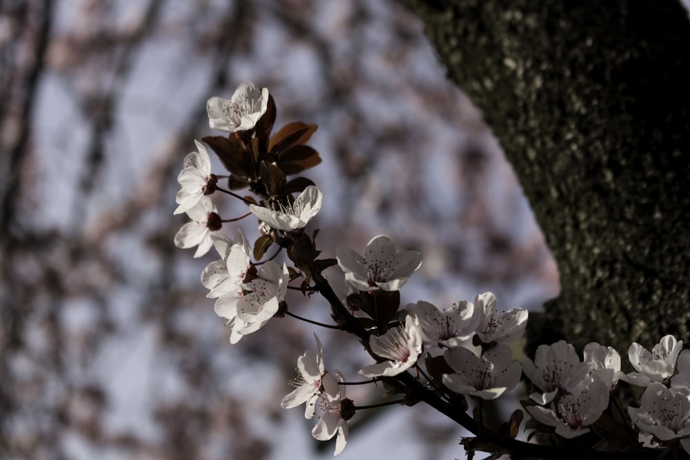 Cherry blossom tree