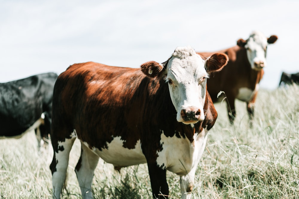 selective focus photography of cow