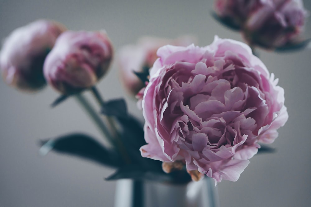 purple petaled flower