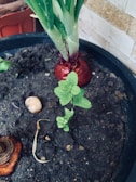 A potted plant with a tall green onion and smaller mint plant growing in dark soil. The green onion has a vibrant red bulb at its base, and there are visible water droplets on the leaves. A cut onion bulb and a small stone lie nearby in the soil. The pot is indoors, against a tiled wall.