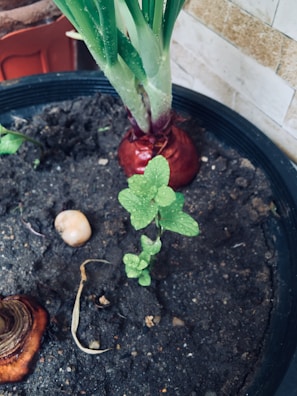 A potted plant with a tall green onion and smaller mint plant growing in dark soil. The green onion has a vibrant red bulb at its base, and there are visible water droplets on the leaves. A cut onion bulb and a small stone lie nearby in the soil. The pot is indoors, against a tiled wall.