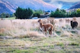 A serene field with two alpacas grazing in the tall grass. The scene is set against a backdrop of lush greenery and distant, towering mountains under a partly cloudy sky. The alpacas are calmly standing, surrounded by dried plants and natural beauty.