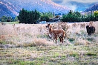A serene view of the fluffy alpaca farm with alpacas grazing peacefully.