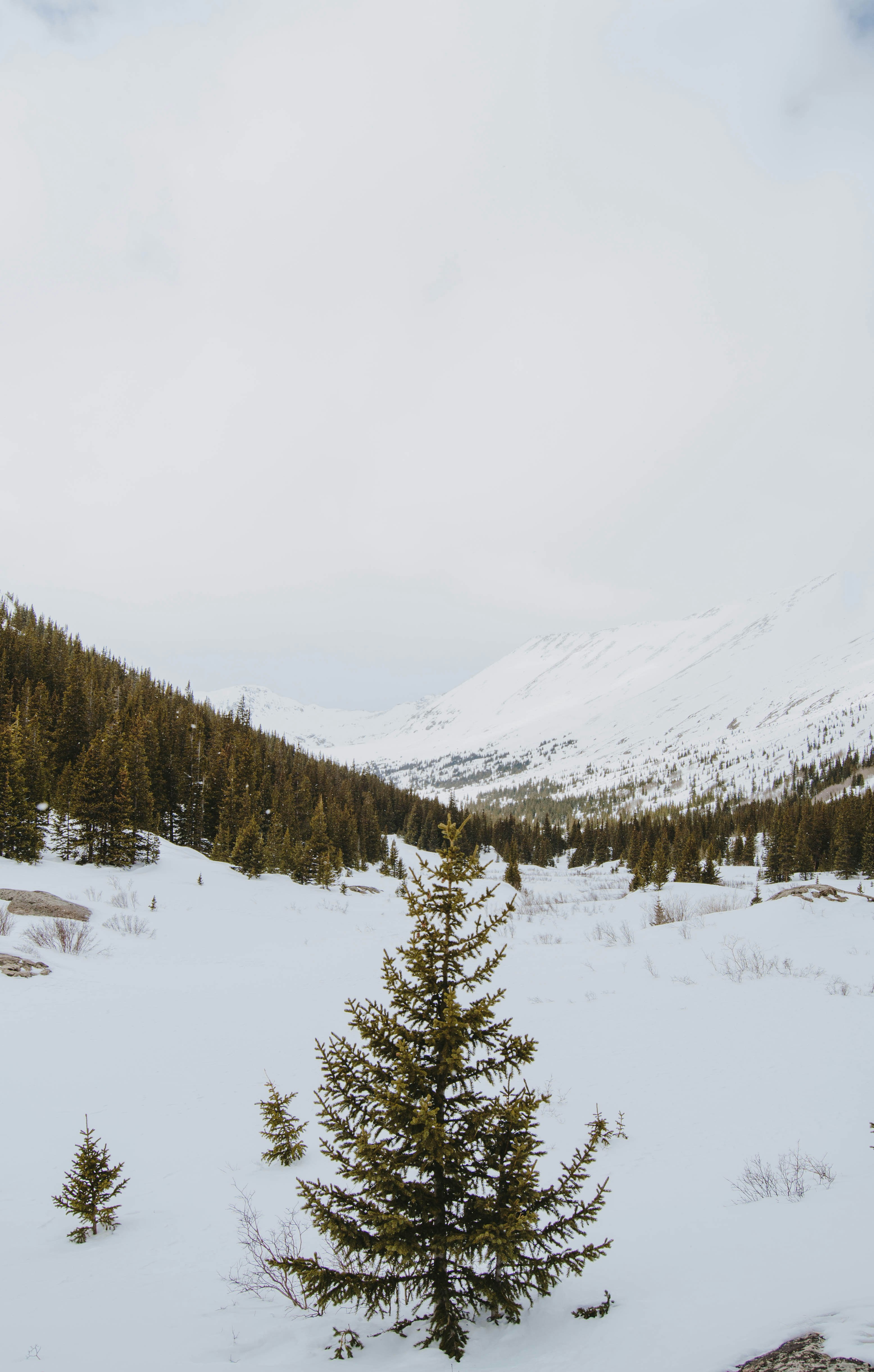 high-angle photography of tree on snow