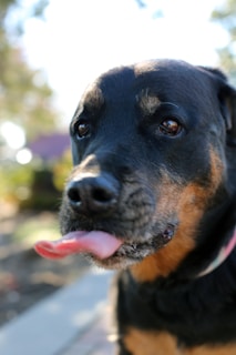 black and brown dog outdoors