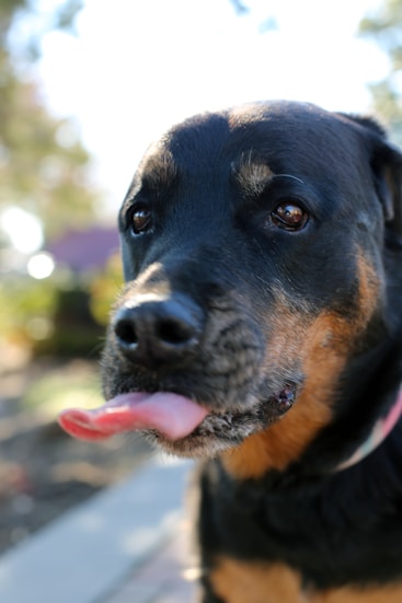 black and brown dog outdoors