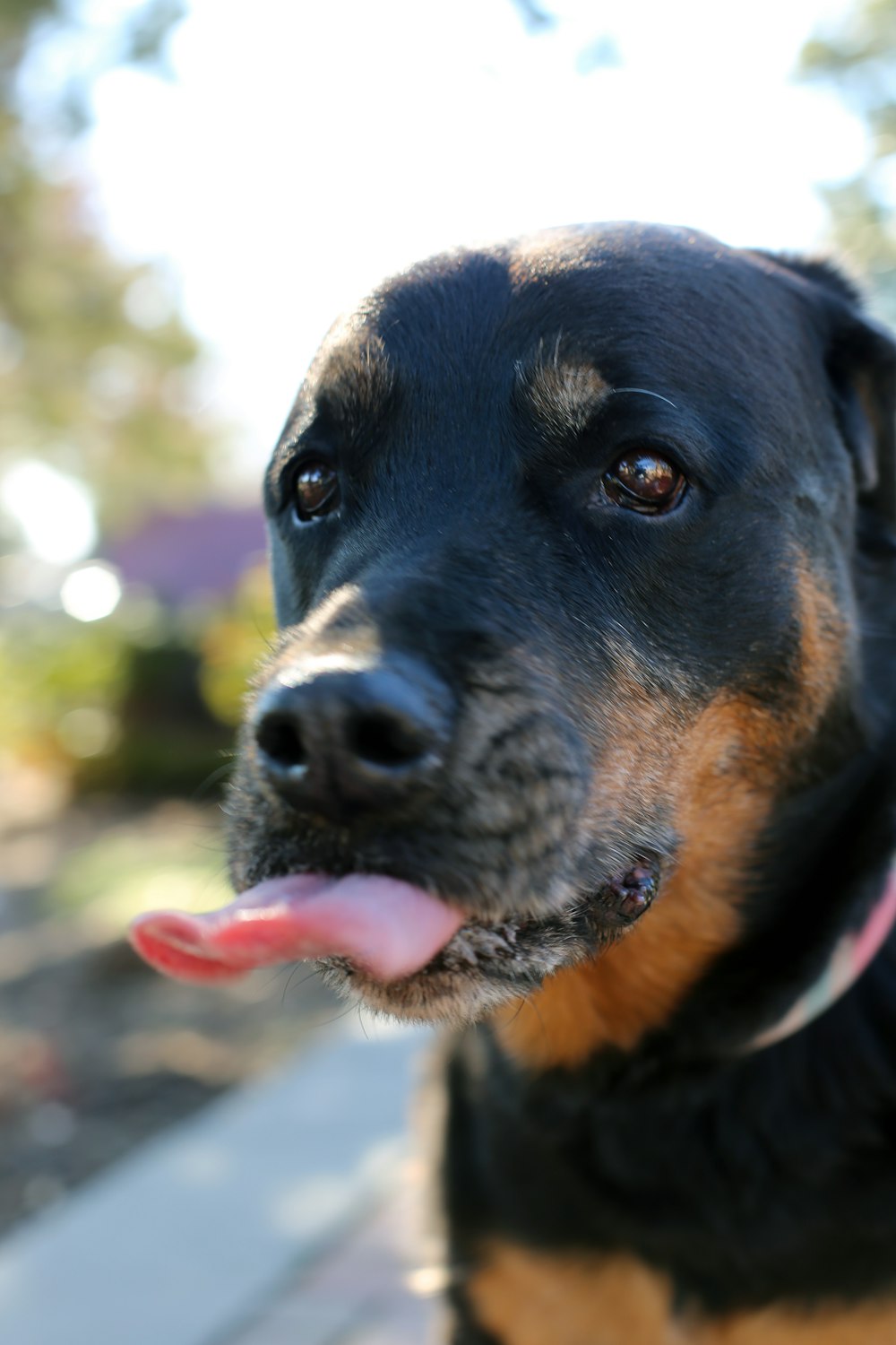 black and brown dog outdoors