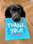 dog biting Thank You mail paper
