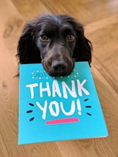 dog biting Thank You card blue background white text
