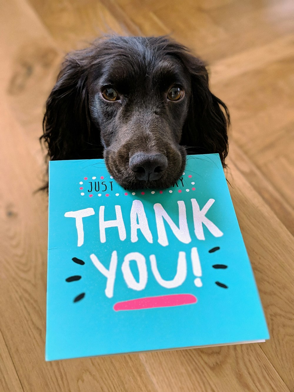 Hund beißt Dankeschön-Mail-Papier