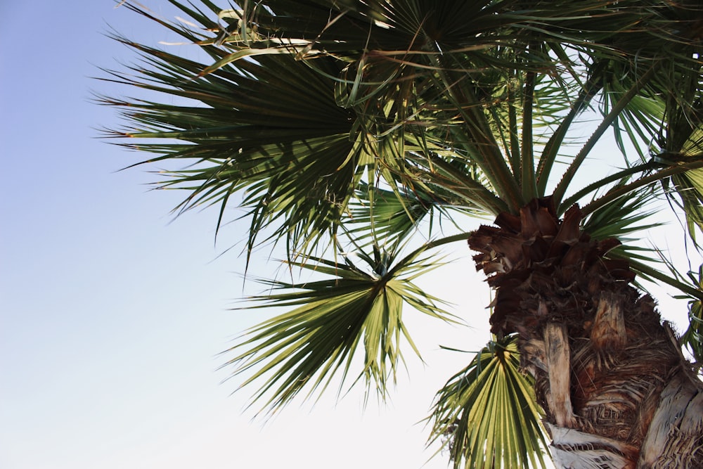high-top photography of fan palm tree during daytime