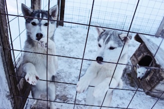 Two huskies with grey and white fur are standing on their hind legs behind a metal fence, looking outward with a curious and eager expression. A puppy is peeking from a small wooden kennel in the background, surrounded by a snowy environment.