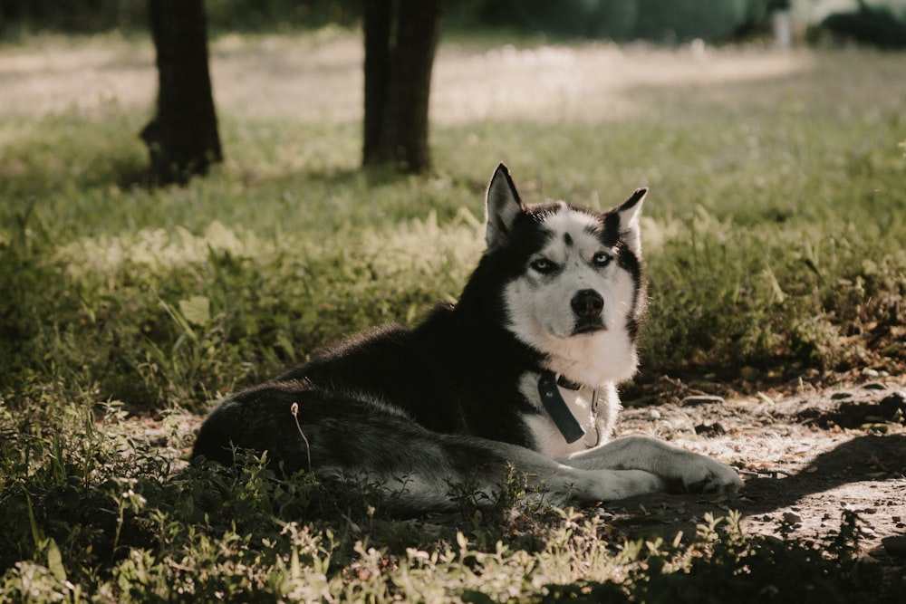 Siberian Husky lying on ground