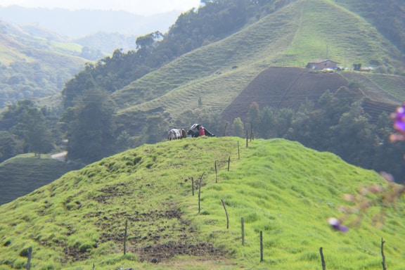 A lush green hillside with a small group of cattle grazing near the peak. The rolling hills and distant mountains in the background create a serene landscape. A fence line runs along the crest of the hill, dividing sections of pasture. In the distance, a farmhouse can be seen, blending into the hillside.
