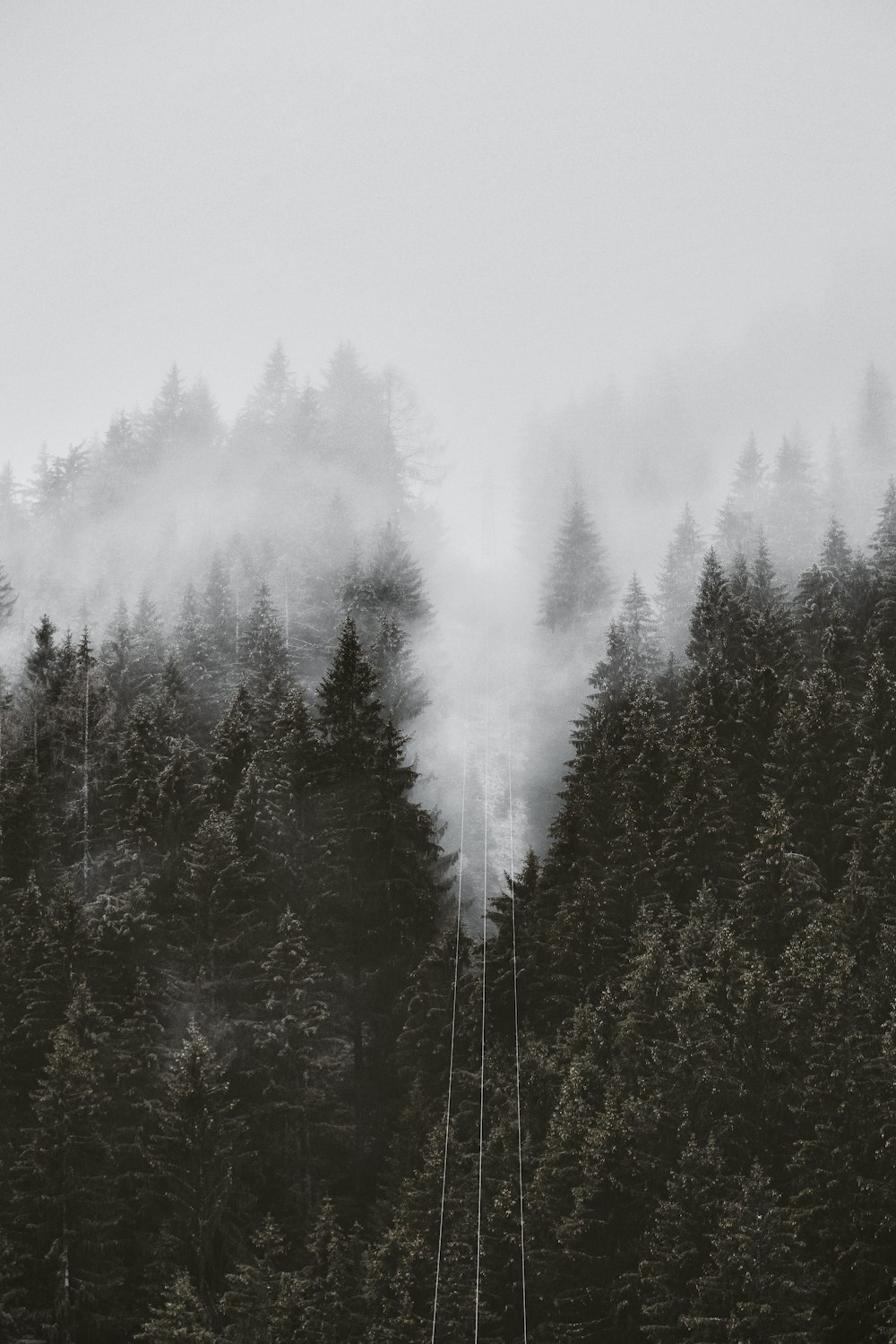 field of trees