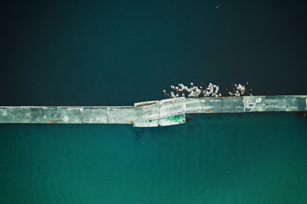 a group of birds sitting on the edge of a pier