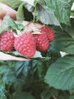 Delicate raspberry plantlets nurtured under sterile conditions, highlighting their fresh green leaves.