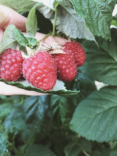 A vibrant field of ripe raspberries ready for harvest.