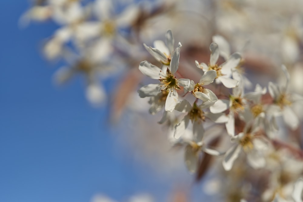 white flowering tree