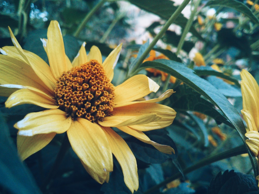 yellow daisy plant