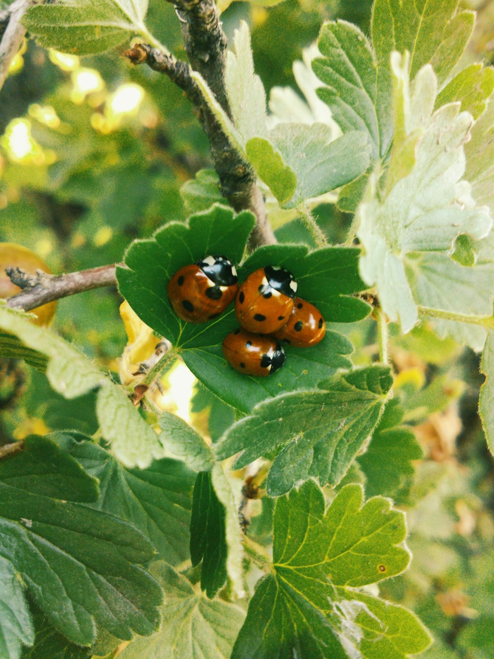 lady bug on leaf